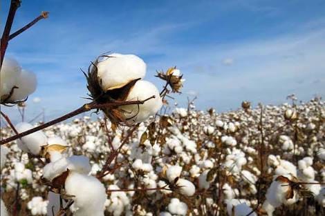 #Victory for India, Indian farmers and #Indian #Patent Regime Delhi highcourt no patent to BT cotton