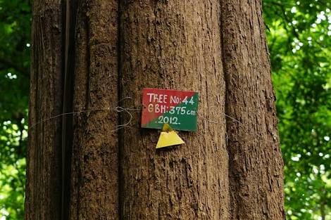 Nilambur teak GI543